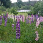 Blomsterlupin